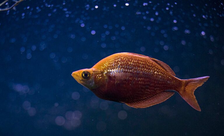 Akwarium Biotopowe: Odtwarzanie Naturalnych Środowisk Wodnych w Domowym Zbiorniku