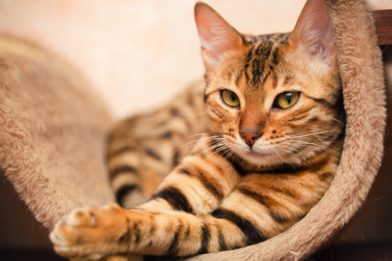 Zdrowe Pazurki, Zdrowy Kot: Jak Prawidłowo Obcinać Pazury u Kota