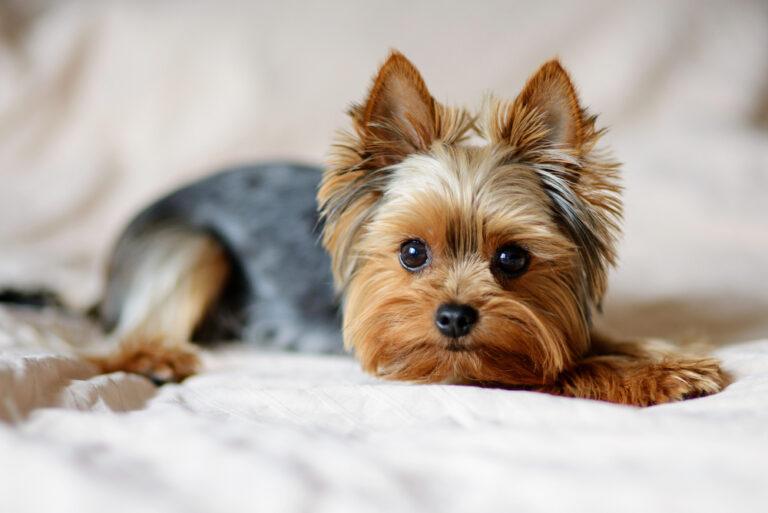 7 kluczowych zasad pielęgnacji sierści u psa: Jak utrzymać futro w doskonałej kondycji