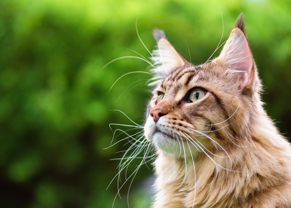 Maine Coon