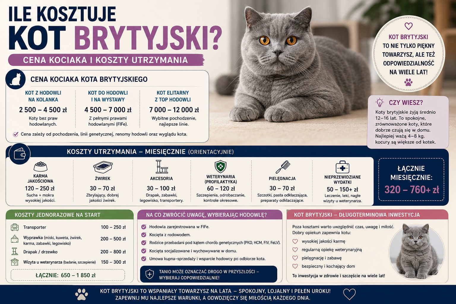 Ile kosztuje kot brytyjski